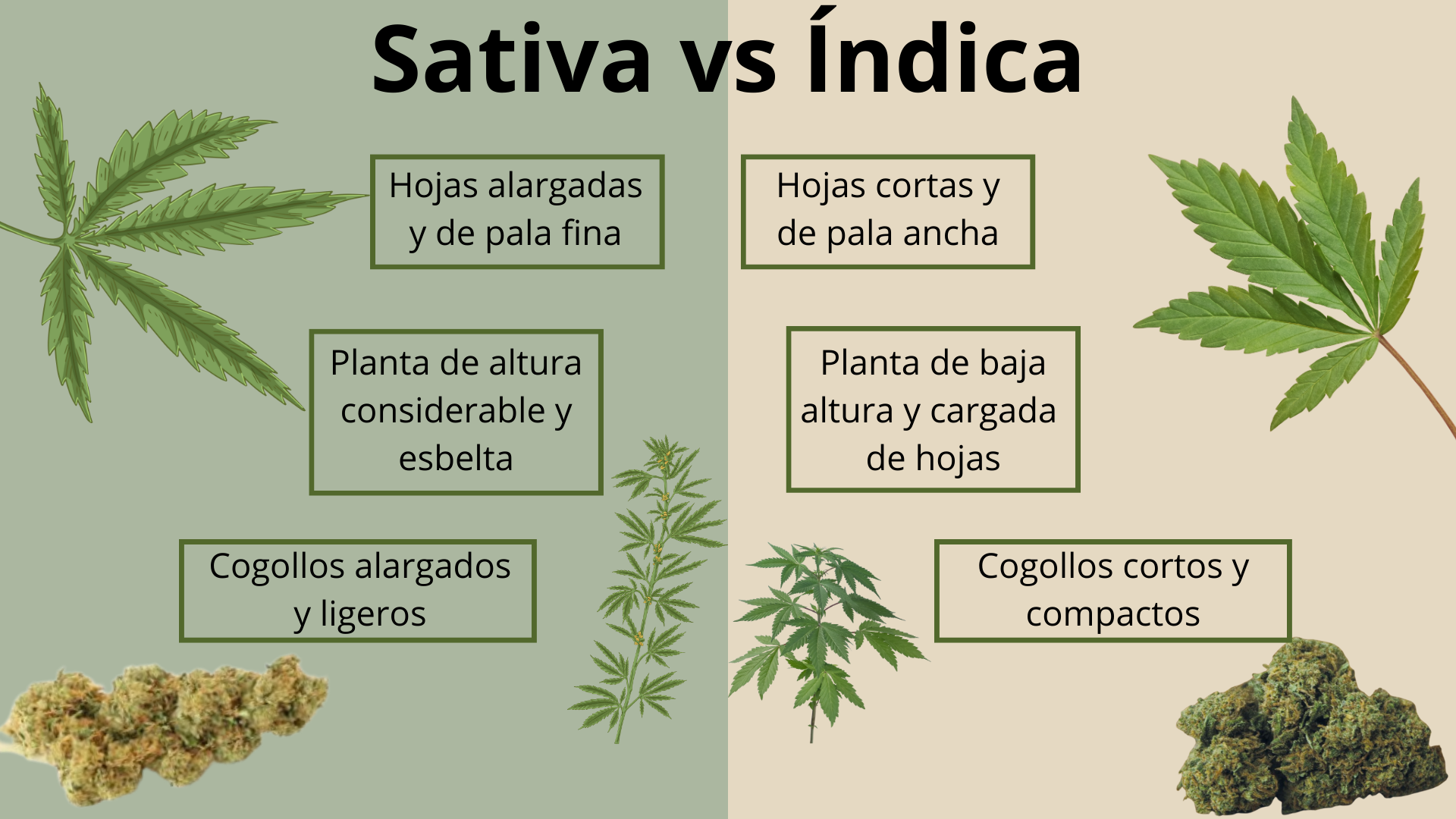 Sativa-vs-indica