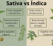 Sativa-vs-indica